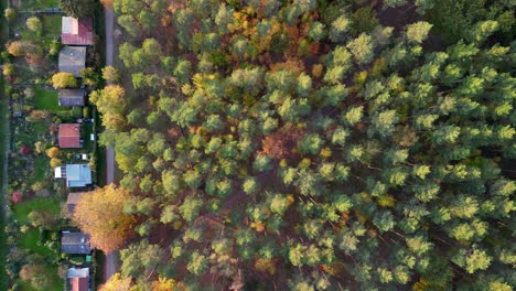 bosque de coníferas, zona ajardinada en verano indio