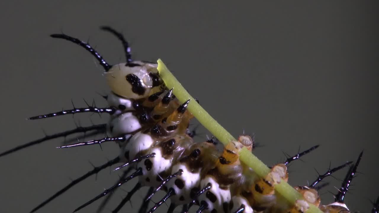 얼룩말 롱윙 나비 애벌레가 나뭇가지에서 먹이를 먹고 먹는다