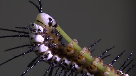 Zebra-longwing-butterfly-caterpillar-feeds-and-eats-on-a-branch