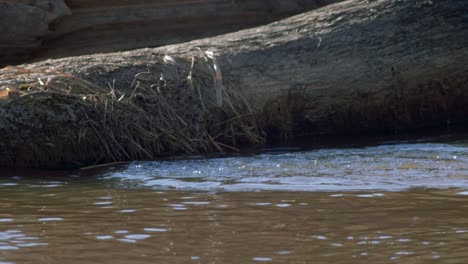 Common-merganser-male-swimming-in-river-and-diving