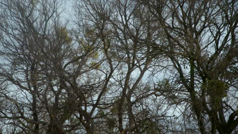 this is a shot of trees swaying in the wind as the camera zooms out to reveal more of the trees