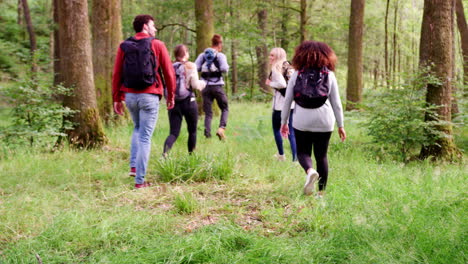 un grupo multiétnico de cinco amigos adultos jóvenes caminando en un bosque durante una caminata, vista trasera