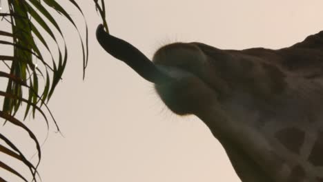 giraffe tongue reaching for foliage in sunset slomo