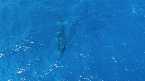 mother and calf humpback whales swimming below the surface of ocean in hawaii