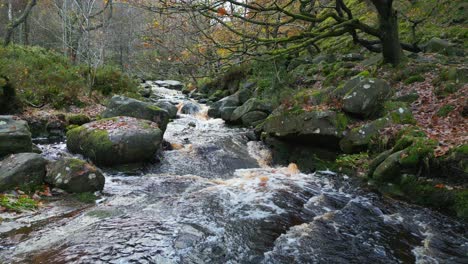 Tranquil-winter-woodland-with-a-slow-stream,-golden-oak-trees,-and-fallen-leaves,-offering-a-peaceful-and-relaxing-scene