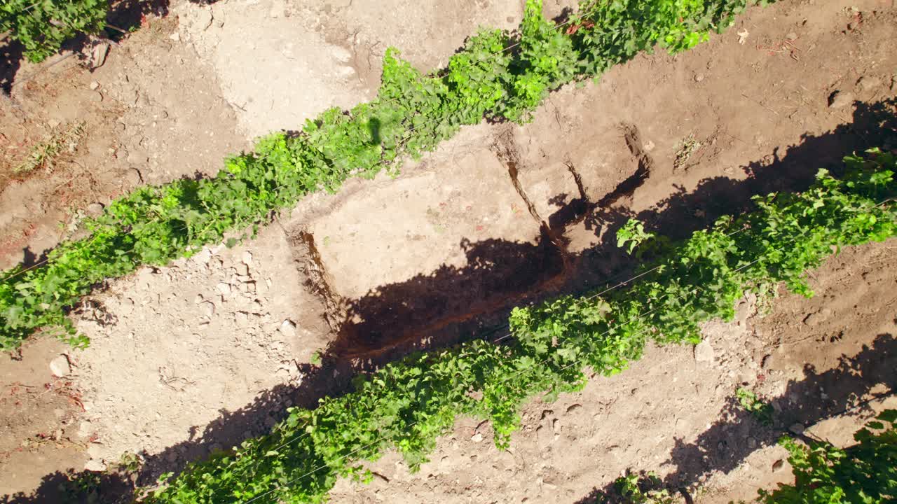 topdown de las vides para el vino sauvignon blanc en un pozo de prueba en el viñedo con suelo calcáreo en fray jorge, valle de limari, chile