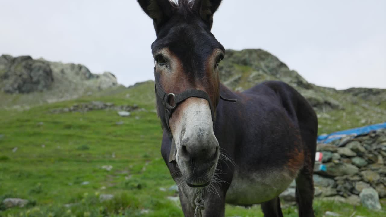 Primo piano di asino marrone scuro in un paesaggio montano all'aperto, Valmalenco.