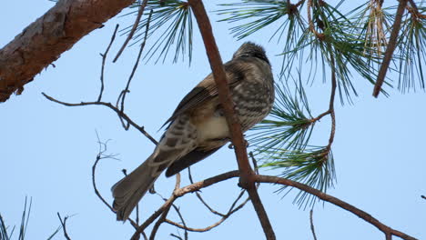 bulbul de orejas marrones posado en la rama de un pino contra el cielo azul