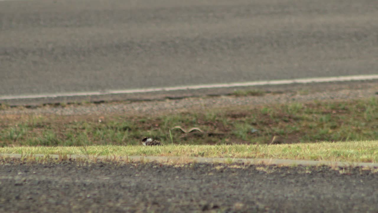 길 의 잔디 위 를 고 있는 마스크 를 입은 아기 벌레