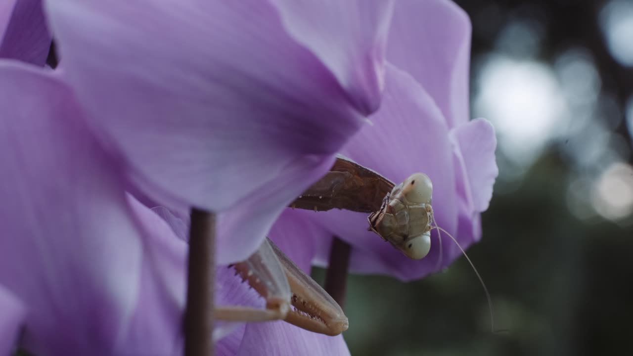 mantis marrón entre escondite entre flores moradas de ciclamen persa
