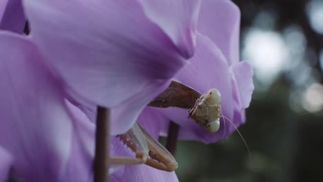 mantis marrón entre escondite entre flores moradas de ciclamen persa