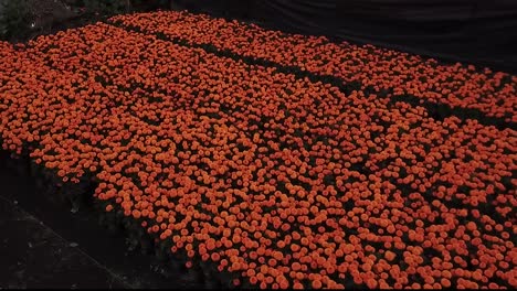 Flores-De-Cempacuchitl-Utilizadas-En-El-Altar-De-Muertos-En-México.