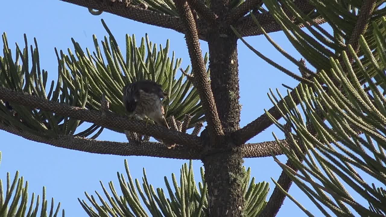 un joven halcón de cooper juvenil se sienta en un pino de norfolk avivando plumas