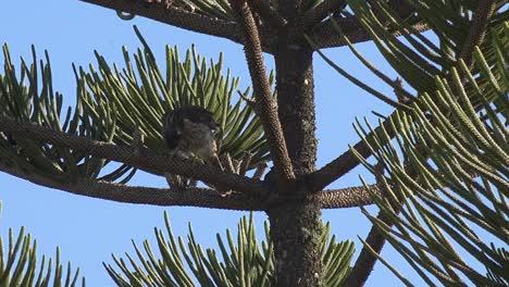 Un-Joven-Halcón-De-Cobre-Joven-Se-Sienta-En-Un-Pino-De-Norfolk-Abanicando-Plumas