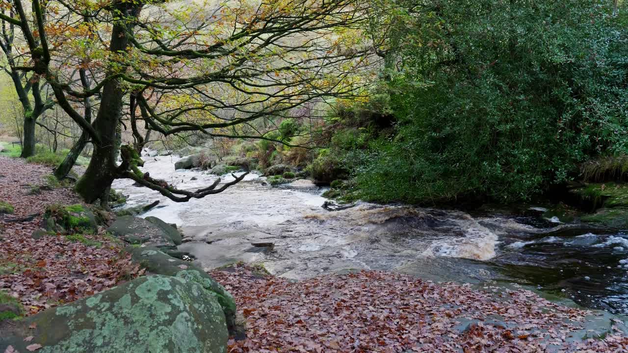 un bosque de invierno tranquilo con un arroyo lento, robles dorados y hojas caídas, que ofrece una escena pacífica y relajante