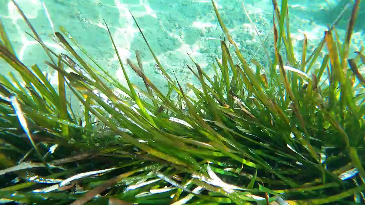 Underwater View of Seagrass Swaying in Clear Shallow Water