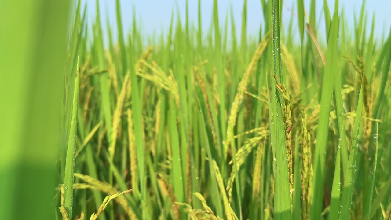 The camera gently moves above golden rice panicles of Oryza sativa, revealing rows of ripening grains shimmering in the morning sunlight — a serene dance of wind, life, and harvest in motion