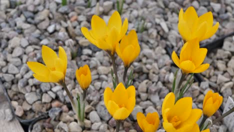 Crocuses-with-beautiful-flowers-multicolored