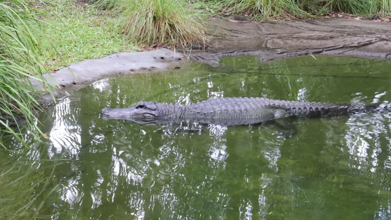 el cocodrilo se desliza suavemente a través del agua reflectante.