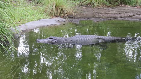 alligator glides smoothly across reflective water