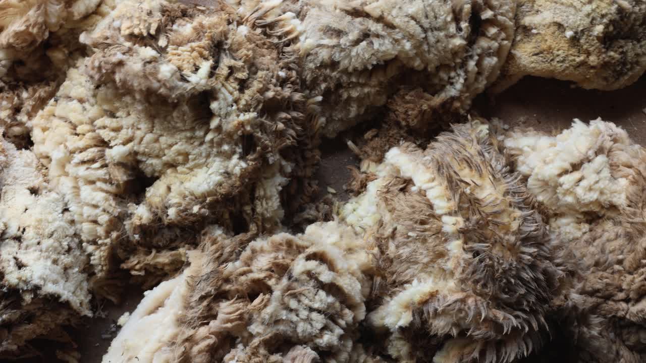Close Up Top angle of Sheared Sheep Wool freshly clipped, pan from left to right