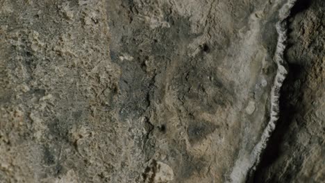 insectos corriendo en la pared de una cueva