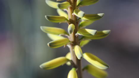 Ornamental-garden-plant,-aloe-flower-stalk-with-yellow-blossom-cluster-close-up