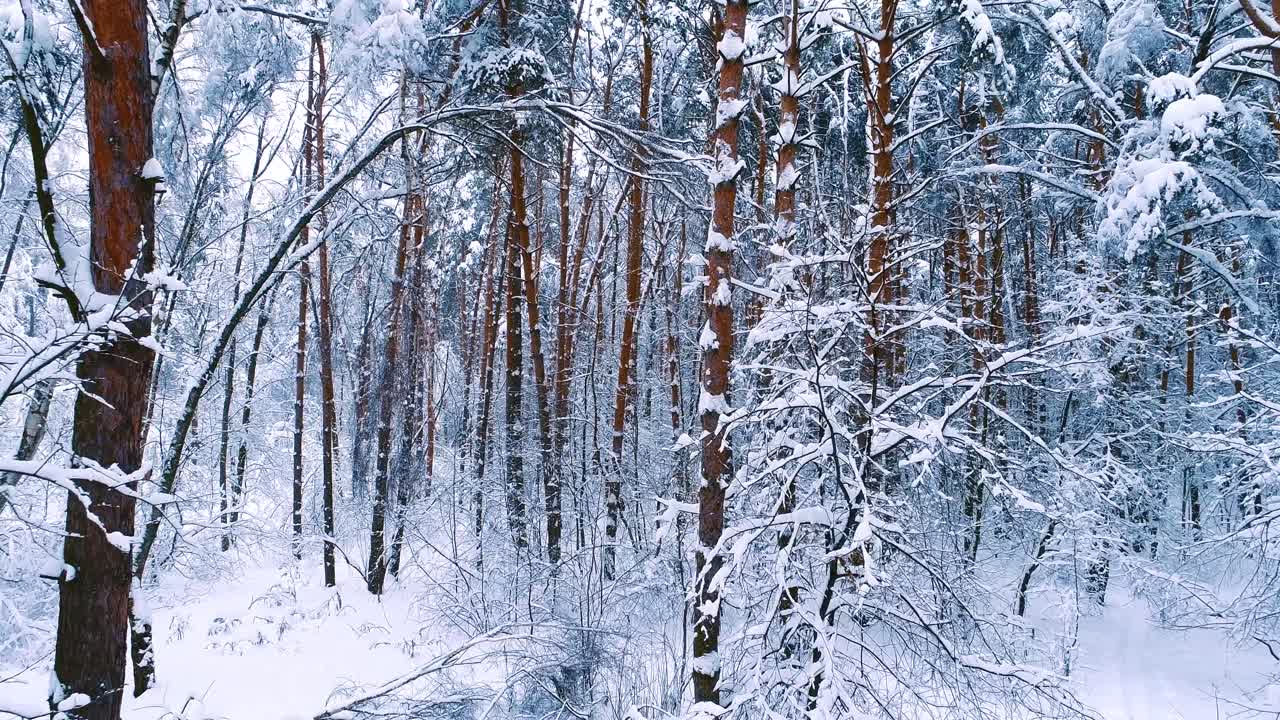 숲에 눈 덮인 가지입니다. 겨울 요정 배경