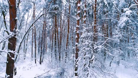 Snowy-branches-in-forest.-Winter-fairy-background