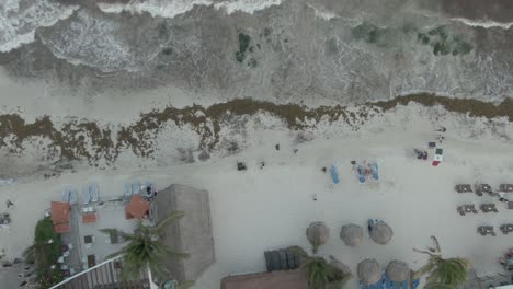 algas sargassum en la playa de playa del carmen quintana roo mexico 9