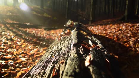 Timelapse-of-fog-hovering-over-an-old-fallen-tree-in-a-forest-at-sunrise