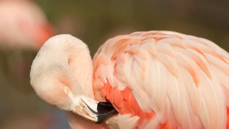 a close up shot of a bright pink chilean flamingo preening itself by rubbing its head against the feathers