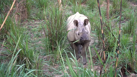 the rare one horned rhino in the grasslands of nepal