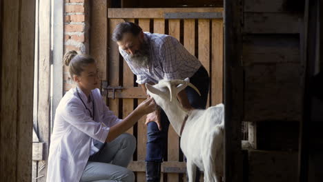 mujer y hombre cuidando de la cabra blanca