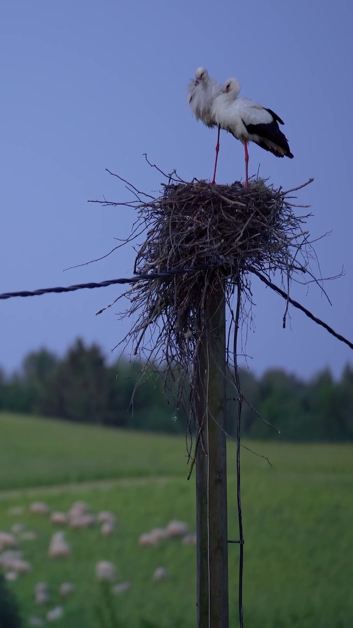Una coppia di cicogne bianche in piedi in un grande nido su un palo della luce che domina un paesaggio rurale verdeggiante con un gregge di pecore al pascolo. Video verticale di paesaggio campestre al tramonto.