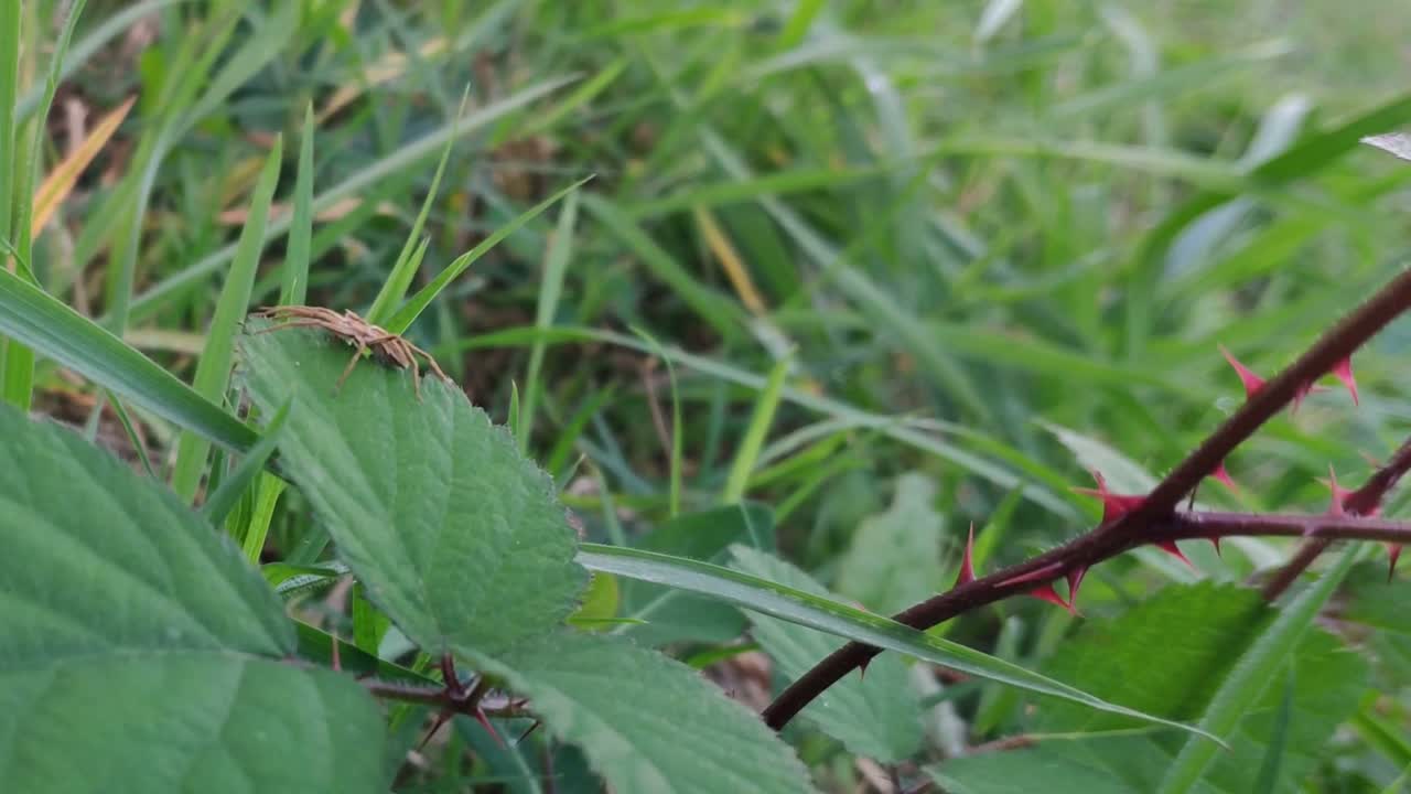araña encima de una hoja de un