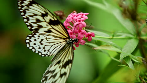 beautiful tropical yellow butterfly feeding on pink flower nectar and taking off