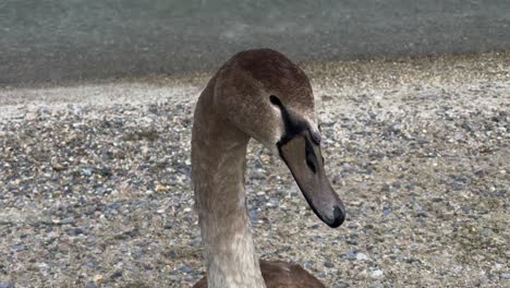 Duck-at-Geneva-lake-in-Switzerland--close-up-shot