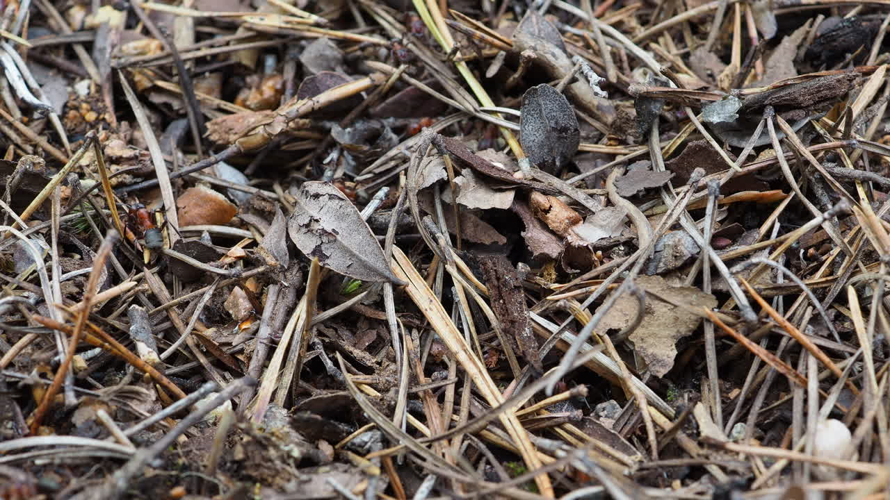 곤충. 화난 개미가 땅에서 빠르게 움직입니다.