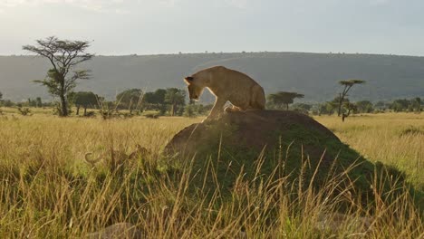 slow motion of lion cub and lioness playing in africa, cute young funny baby animals in masai mara, kenya, chasing and pouncing on mother tail on termite mound on african wildlife safari