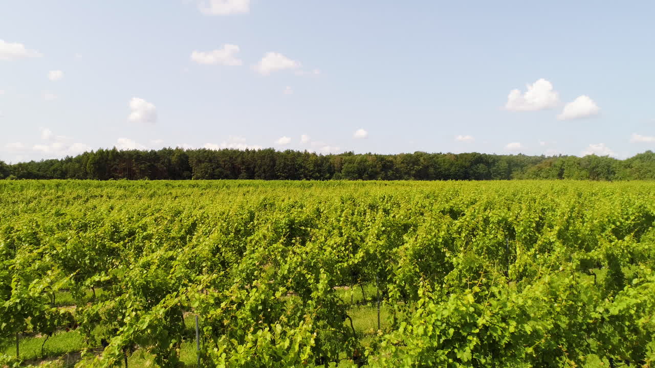 agricultura vista aerea de vide produccion 6