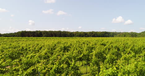 Landwirtschaft-Luftbild-Der-Weinberg-Vide-Produktion-6