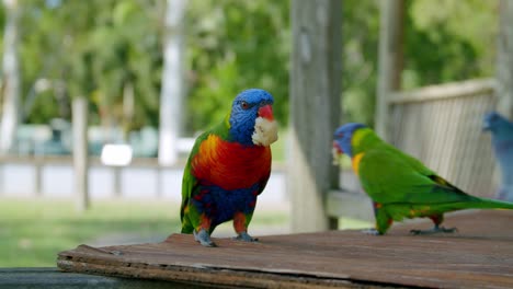 a rainbow lorikeet taken his food on the wooden surface and fly in the lone pine koala sanctuary in queensland, australia.-closeup shot