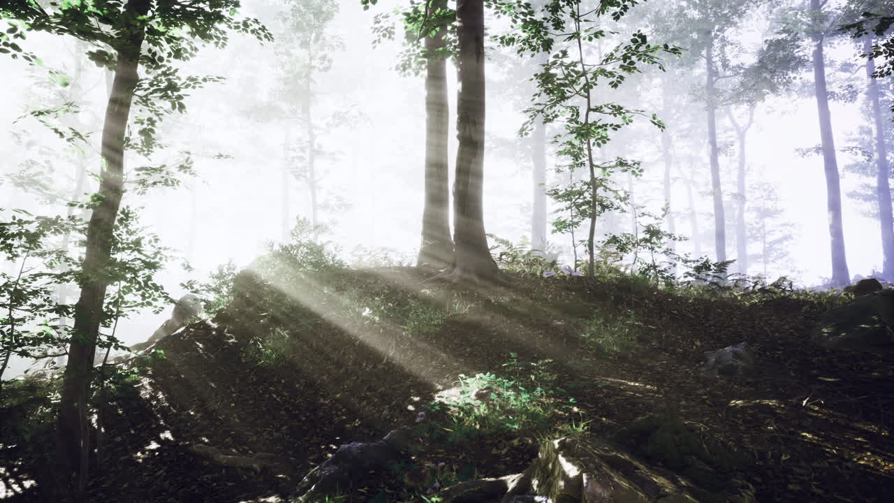 Sunlight filtering through trees in a serene forest at dawn