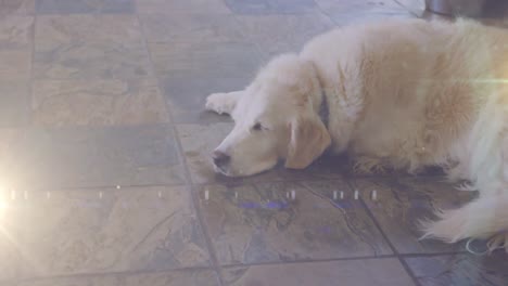 punto de luz contra el perro durmiendo en el suelo en casa
