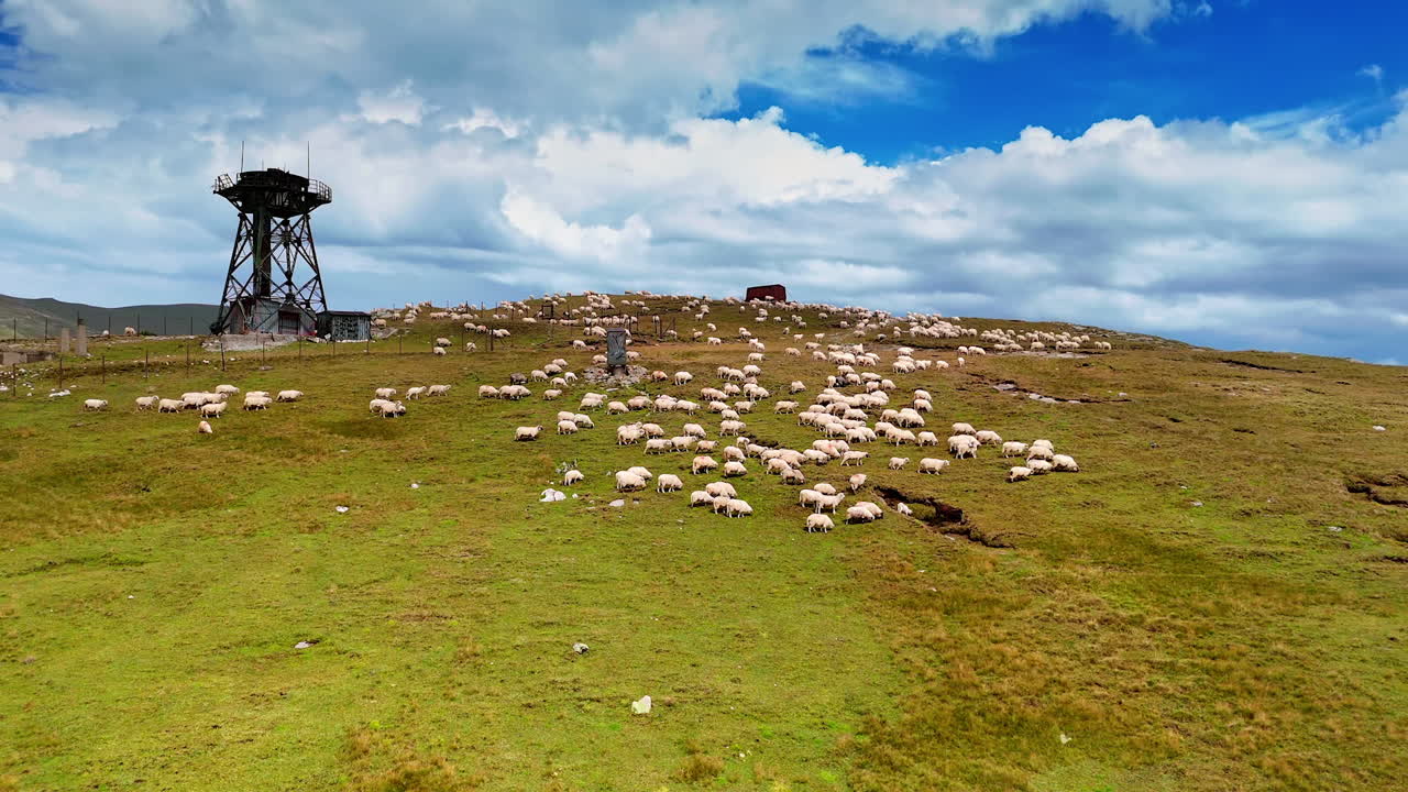 Large flock of sheep on the hill near the radio tower. Pasture of livestock in the mountains