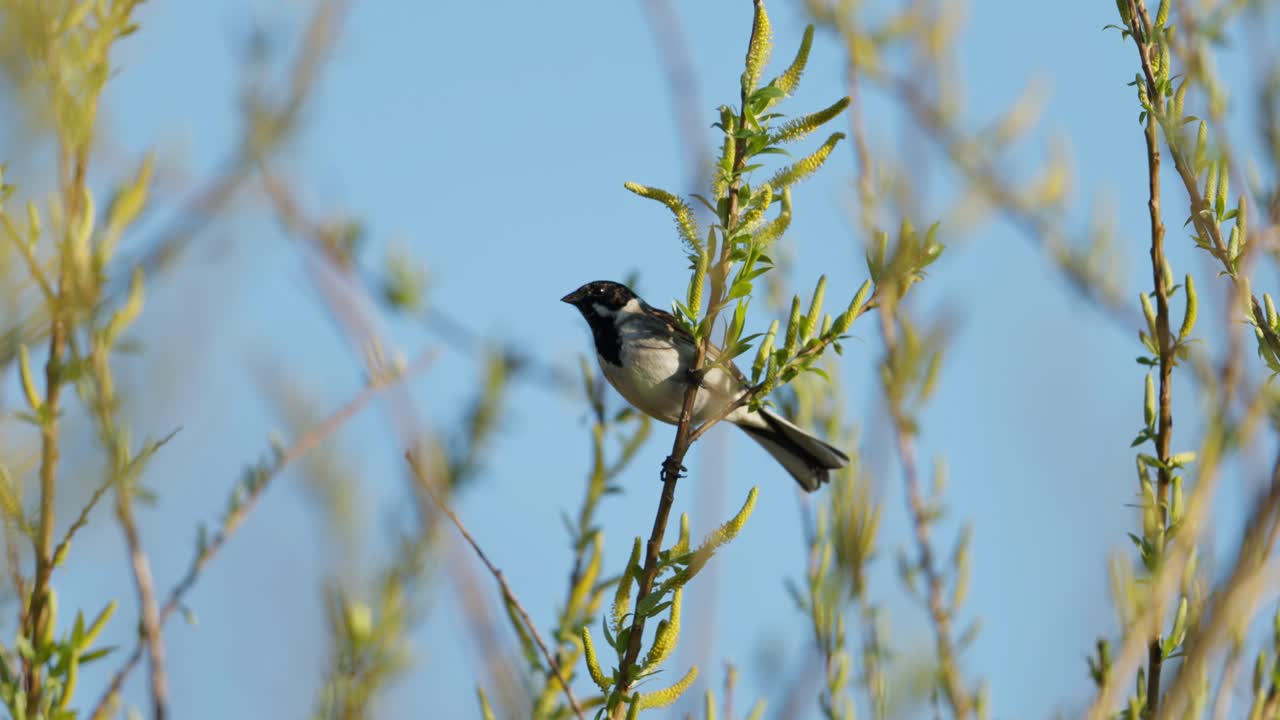 Small Bird on a Willow Branch
