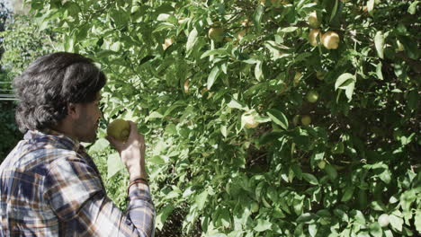 Happy-caucasian-man-picking-apple-from-tree-in-sunny-garden-with-copy-space,-slow-motion