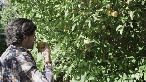 happy caucasian man picking apple from tree in sunny garden with copy space, slow motion