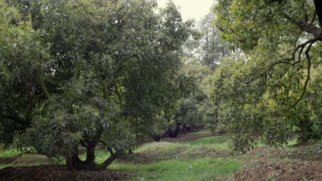 granja de árboles de aguacate en michoacán